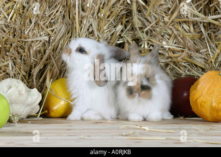 Lop-eared Dwarf Rabbit Stock Photo