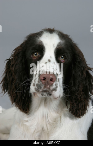 English Springer Spaniel Stock Photo