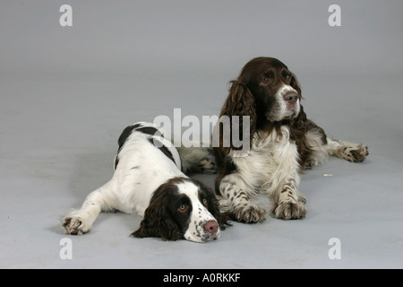 English Springer Spaniel Stock Photo