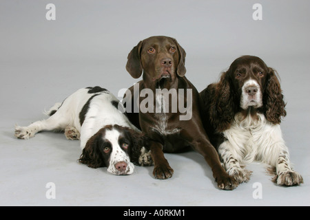 German Shorthaired Pointer and English Springer Spaniel Stock Photo