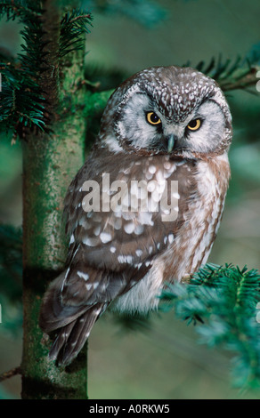 Tengmalm's Owl / Raufusskauz Stock Photo