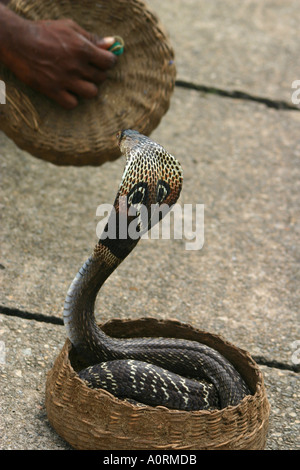 Snake drinking water| 'Incredibly beautiful': Video of snake drinking water  from human's palm amazes netizens - WATCH | Trending & Viral News