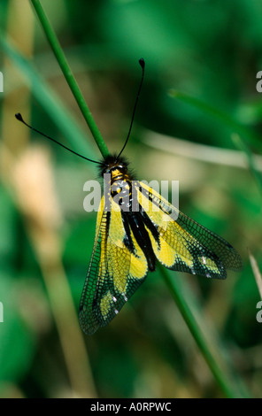 European Owlfly / Libellen-Schmetterlingshaft Stock Photo