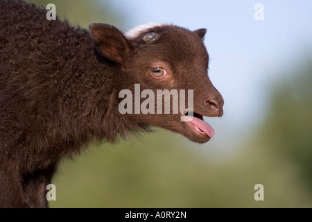 Lamb Lage Germany Europe Stock Photo