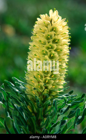 Yellow Bellflower Stock Photo