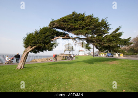 Tree at Clevedon in Somerset bent over by the prevailing winds Stock Photo