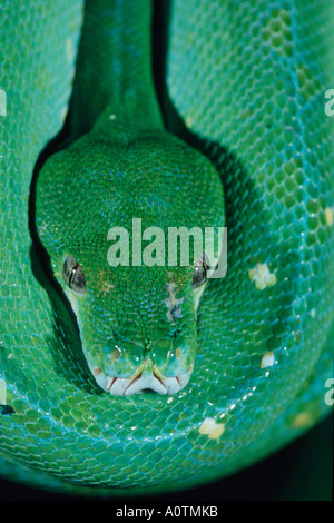 Green Tree Python Stock Photo