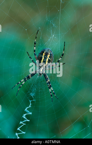 Black-and-Yellow Garden Spider Stock Photo
