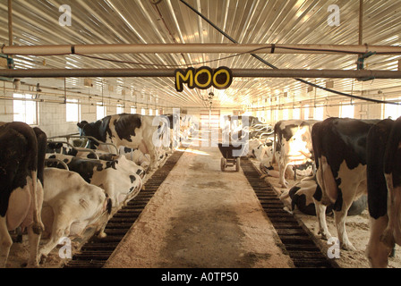Amish dairy farm near Arcola Illinois Stock Photo