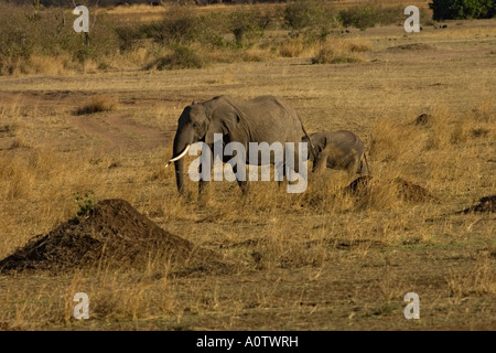 African elephant matriarch followed by baby elephant calf Maasai Mara Kenya Stock Photo