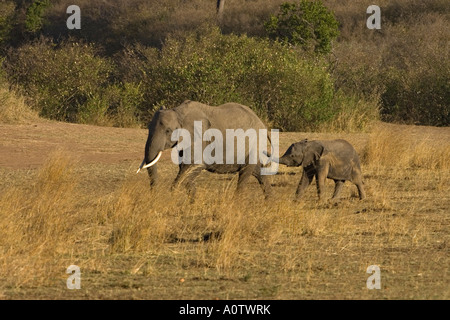 African elephant matriarch followed by baby elephant calf Maasai Mara Kenya Stock Photo