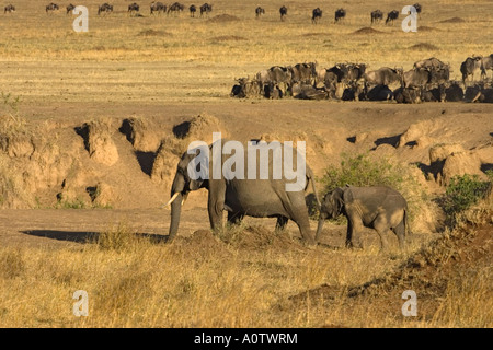 African elephant matriarch followed by baby elephant calf Maasai Mara Kenya Stock Photo