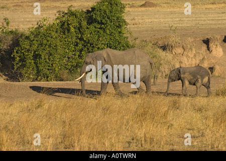 African elephant matriarch followed by baby elephant calf Maasai Mara Kenya Stock Photo