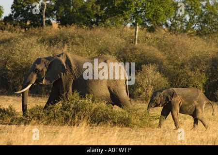 African elephant matriarch followed by baby elephant calf Maasai Mara Kenya Stock Photo