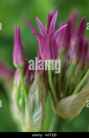 Allium falcifolium. Scythe-leaf onion, Sickle-leaf onion. Stock Photo