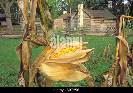 Corn at Lincolns New Salem State Historic Site Petersburg Illinois Stock Photo