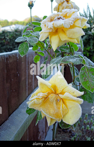 Rose tree buds totally ruined by a severe January Frost in an English garden Stock Photo