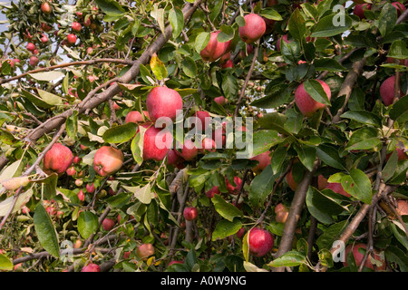 crop of apples on a tree Stock Photo