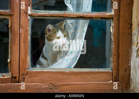 cat staring out of window from behind net curtain Stock Photo