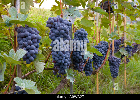 puglia bunches of grapes on the vines in a vineyard Stock Photo