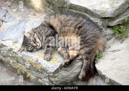 A TABBY CAT SLEEPING ON A STONE STEP IN THE LANGUEDOC IN THE SOUTH OF FRANCE Stock Photo