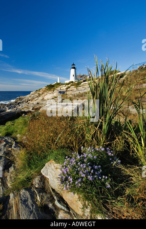 Blooming Asters on Rugged Coastline with Pemaquid Point Lighthouse in Background Pemaquid Point Maine Stock Photo