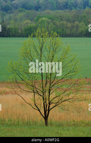 Young Tree with New Spring Green Foliage in Meadow Cades Cove Great Smoky Mountains National Park Tennessee Stock Photo