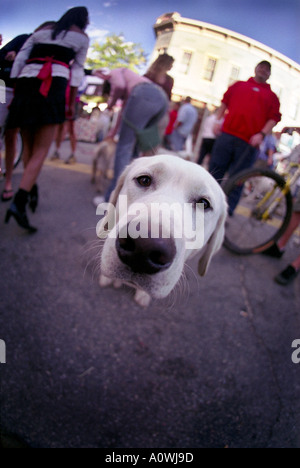 Dog on Mainstreet Durango New Mexico USA Stock Photo