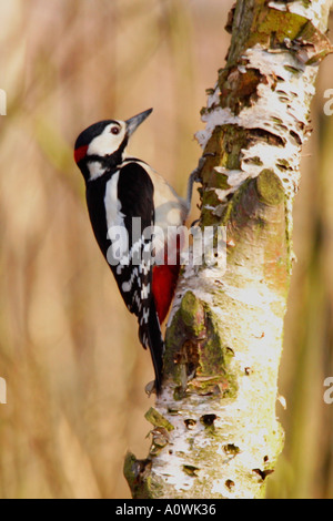 Great Spotted Woodpecker Dendrocopos Major on Silver Birch tree England UK GB