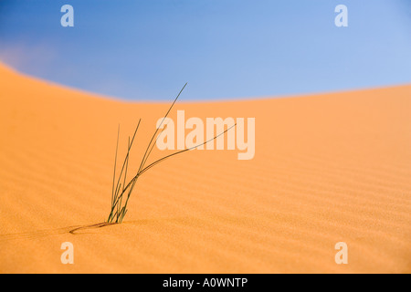new grass shoot in the sahara desert Stock Photo