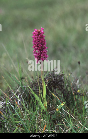 Northern Marsh Orchid, Dactlyorchis purpurella Stock Photo