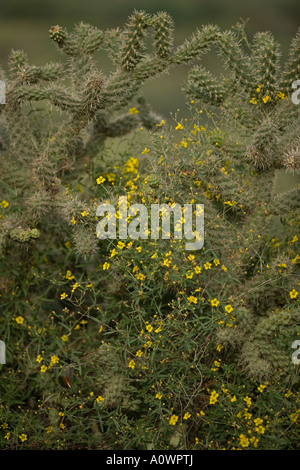 Desert Vine Janusia gracilis with Cholla Cactus Opuntia spp Sonoran Desert Arizona Stock Photo