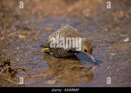 Northern Flicker [Colaptes auratus] Bathing -Arizona Stock Photo