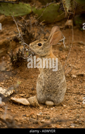 Desert Cottontail Sylvilagus auduboni Arizona Stock Photo - Alamy