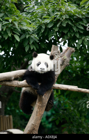 giant panda Stock Photo