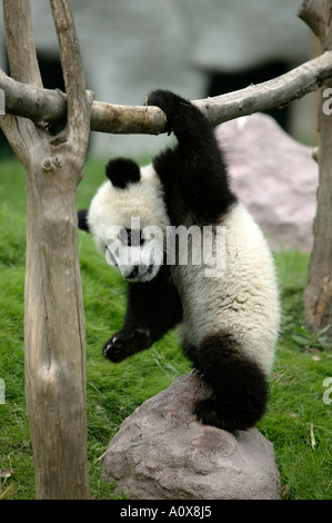 giant panda Stock Photo