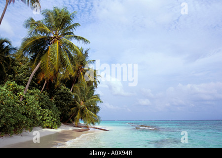 1622 外国 海外切手 中華民国 台湾 海洋生物 サンゴ ヒトデ High Quality Stock Photos of 