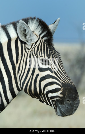 Burchells Zebra (Equus burchelli) Portrait Stock Photo