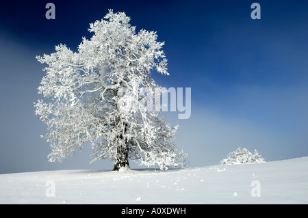 German oak covered with frost Stock Photo