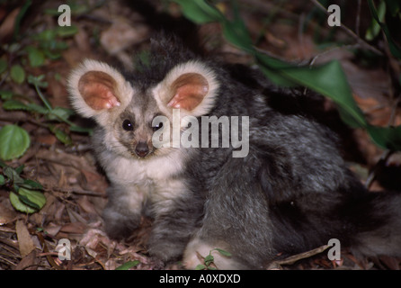 The greater glider that inhabits the forests of eastern Australia is a rarely photographed nocturnal animal - in the wild Stock Photo