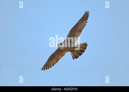 Peregrine falcon (Falco peregrinus) flying Stock Photo