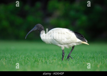 Straw-necked Ibis (Threskiornis spinicollis), Australia Stock Photo