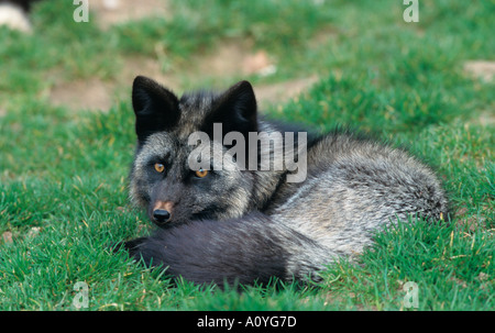 Silver Fox  Vulpes vulpes resting Stock Photo