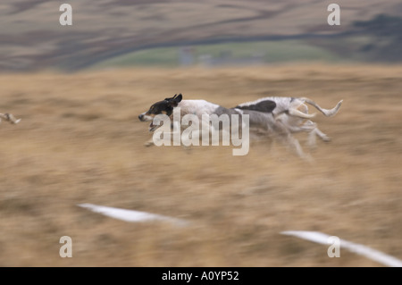 trail hounds racing on Cumbrian fells Stock Photo