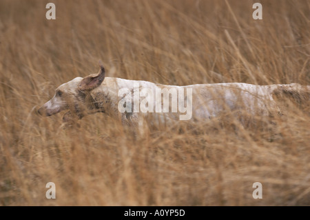 trail hounds racing on Cumbrian fells Stock Photo