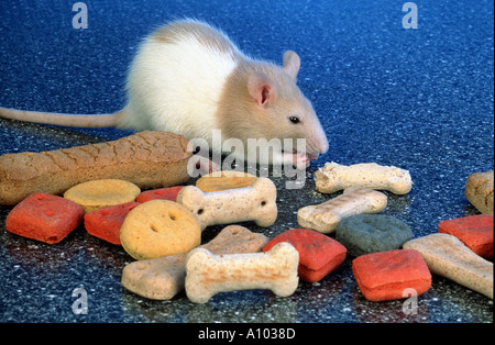 tame color rat nibbles dog biscuits cakes bread  shortbread biscuit cookie Stock Photo