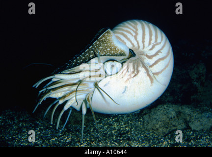 living nautilus wandering on the ground looking for Food Stock Photo