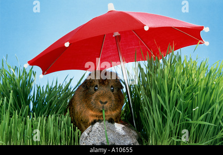 Guinea Pig Umbrella Guinea Pig Umbrella