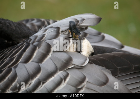 barnacle goose Branta leucopsis preening showing feather detail Stock Photo