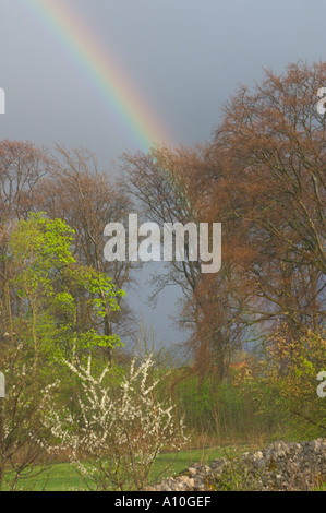 Rainbow on a wet spring day over beech trees Stock Photo